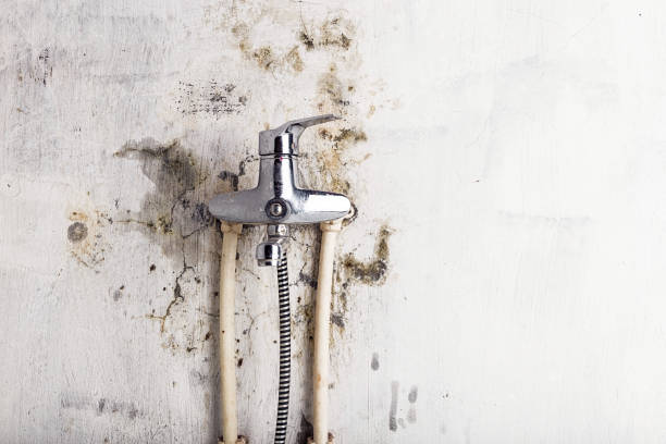 Best Fast Mold Removal  in Stonecrest, GA