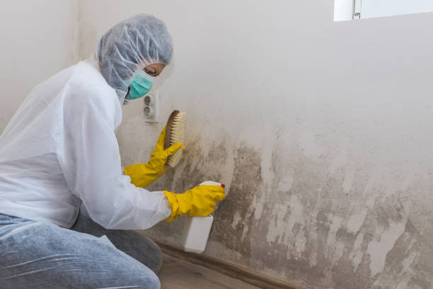 Best Commercial Mold Removal  in Stonecrest, GA