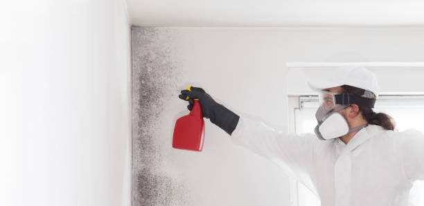 Best Toxic Mold Removal  in Stonecrest, GA