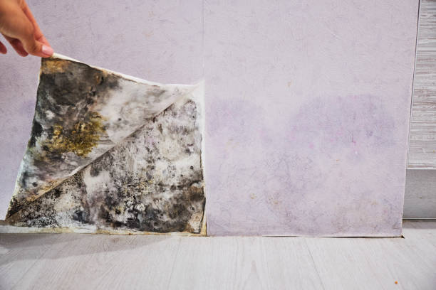 Office Mold Removal Services in Stonecrest, GA